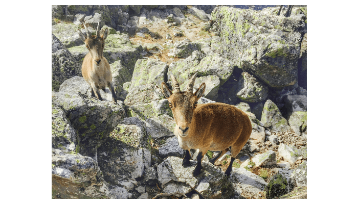 El parque nacional de la Sierra de Guadarrama (Madrid) acogerá del 20 al 22 noviembre la segunda edición nacional de «NATUREWATCH, Madrid 2018» organizada por la Comunidad de Madrid