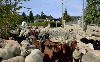 El rebaño de la trashumancia en Guadarrama