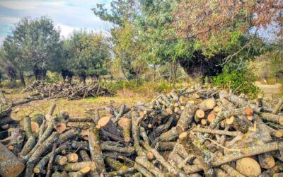El Ayuntamiento de Manzanares El Real repartirá leña de fresno entre los vecinos y vecinas de la localidad