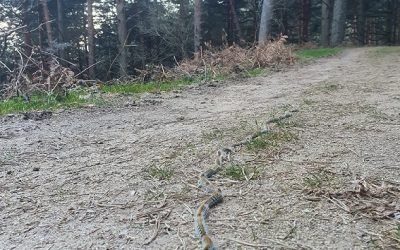Presencia de oruga procesionaria en Guadarrama