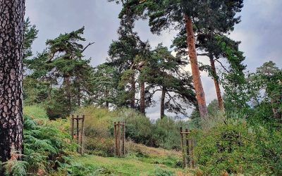 La Comunidad de Madrid realiza una plantación de árboles en Guadarrama