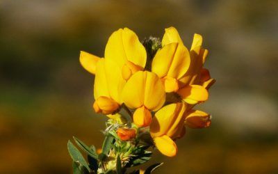 Los Molinos, «Capital del Cambroño en Flor» se tiñe de amarillo en plena floración