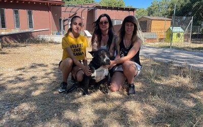 El Centro de Protección animal de Guadarrama será gestionado por «La Huella de Wonder»