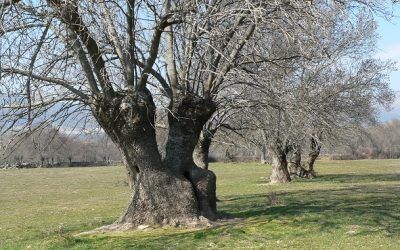 Aprovechamiento de leñas en Guadarrama