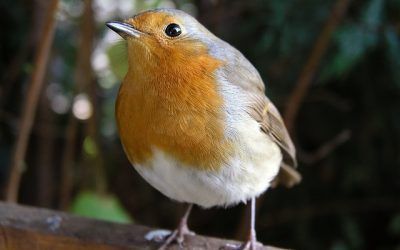 Nuevo taller de observación de aves en Guadarrama