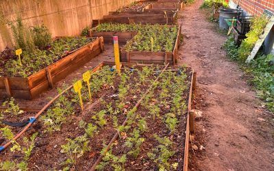 El CEIP Chozas de la Sierra recibe un premio por su huerta y proyectos medioambientales