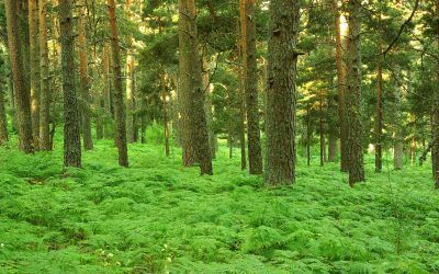 La Sierra de Guadarrama acoge por segundo año la visita del Máster Universitario en Dirección Internacional del Turismo de la URJC