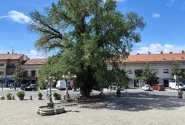 Encuentro de Arboricultura en Guadarrama