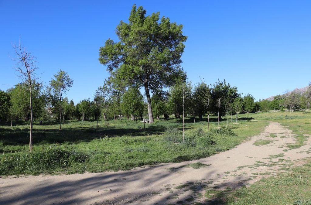 Finalizan las plantaciones de árboles del 2024 en Soto del Real