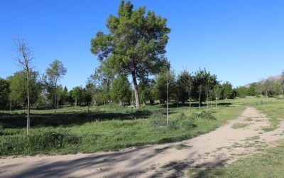 Finalizan las plantaciones de árboles del 2024 en Soto del Real