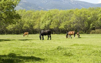 Guadarrama abre el periodo de aprovechamiento ganadero de la dehesa comunal «De Abajo»