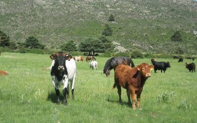 a Indicación Geográfica Protegida Carne de la Sierra de Guadarrama celebra 30 años