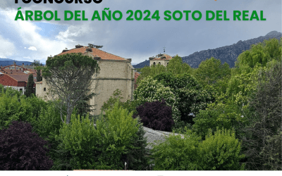 Soto del Real celebra su I Concurso “Árbol del año”