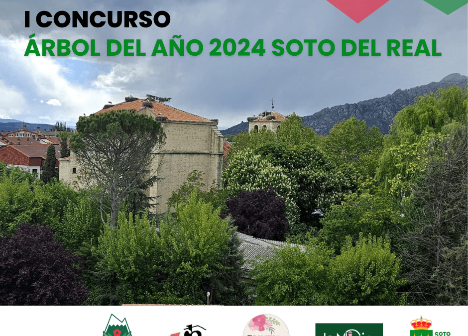 Soto del Real celebra su I Concurso “Árbol del año”