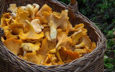 Coto Micológico en Soto del Real y Manzanares El Real