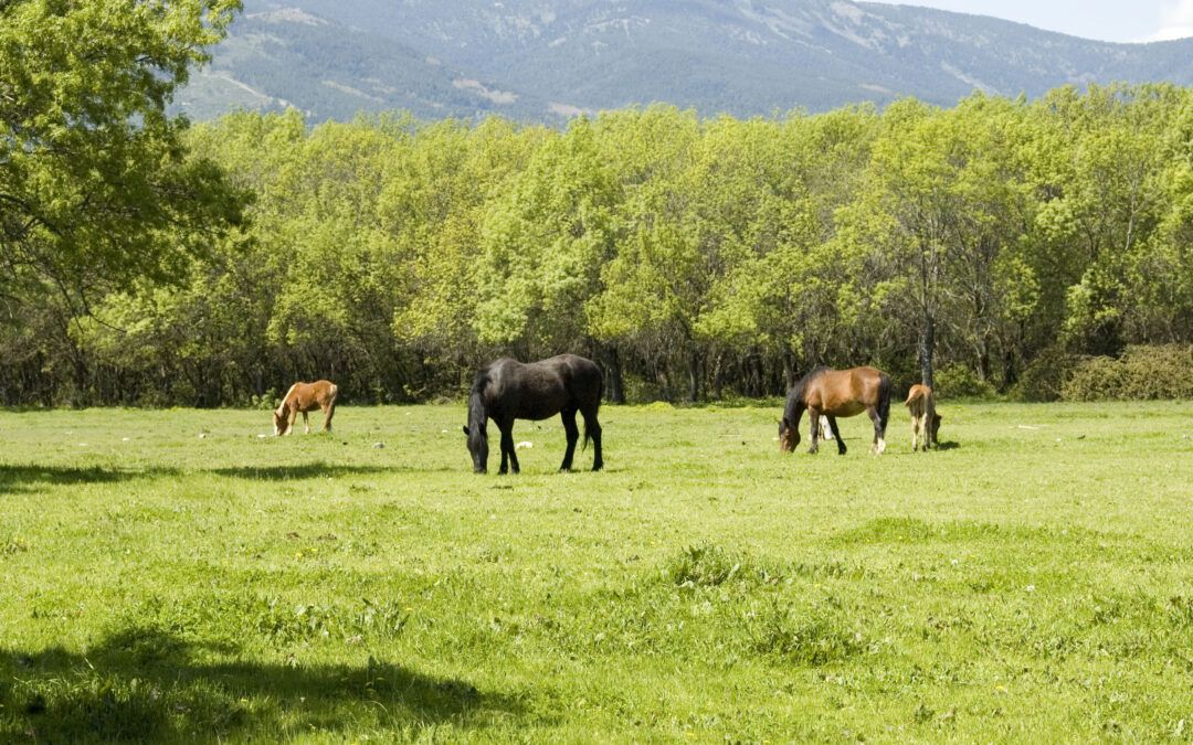 GUADARRAMA ABRE EL PERIODO DE APROVECHAMIENTO GANADERO DE LOS PASTOS DE LA DEHESA COMUNAL “DE ABAJO”