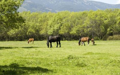 GUADARRAMA ABRE EL PERIODO DE APROVECHAMIENTO GANADERO DE LOS PASTOS DE LA DEHESA COMUNAL “DE ABAJO”